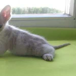 Котёнок донского сфинкса-брашка