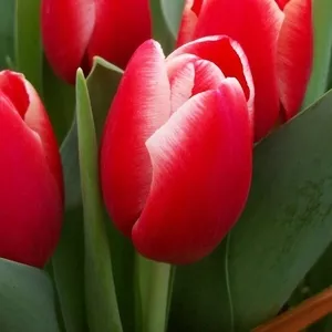 цветы тюльпанов недорого более 12 сортов