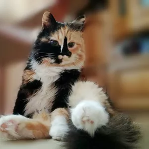 Кошка Фрося-Гуталинка,  1, 5 года,  кастрирована,  скромная 