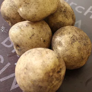 Продается картофель ранний,  урожай 2020