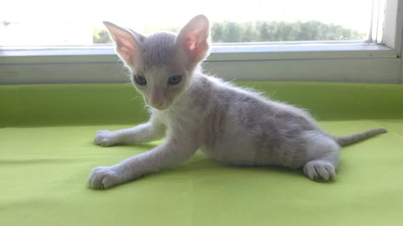 Котёнок донского сфинкса-брашка