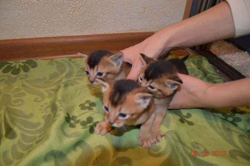 Продам абиссинских котят (домашние пумы) дикого окраса. 2