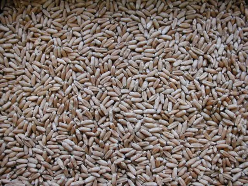 Зерно третикале от 400 кг без доставки 