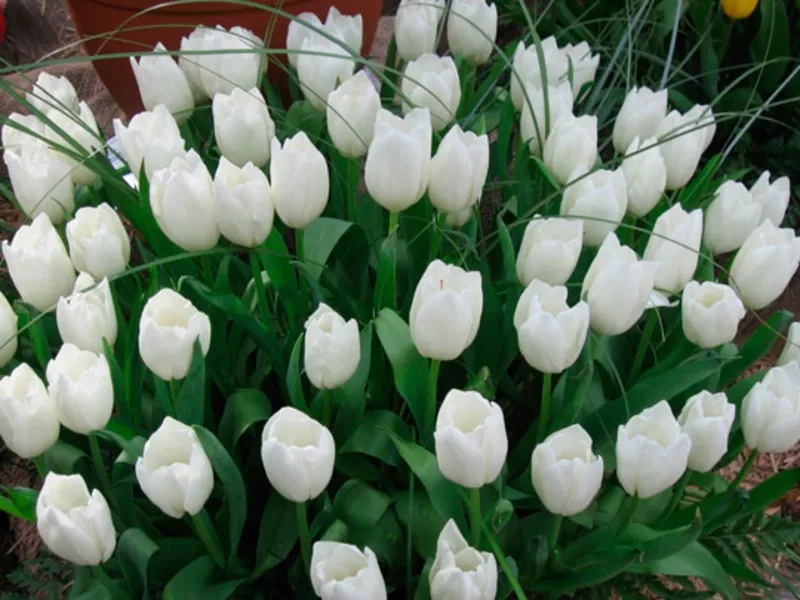 цветы тюльпанов недорого более 12 сортов 2