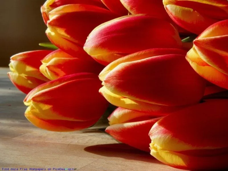 цветы тюльпанов недорого более 12 сортов 3