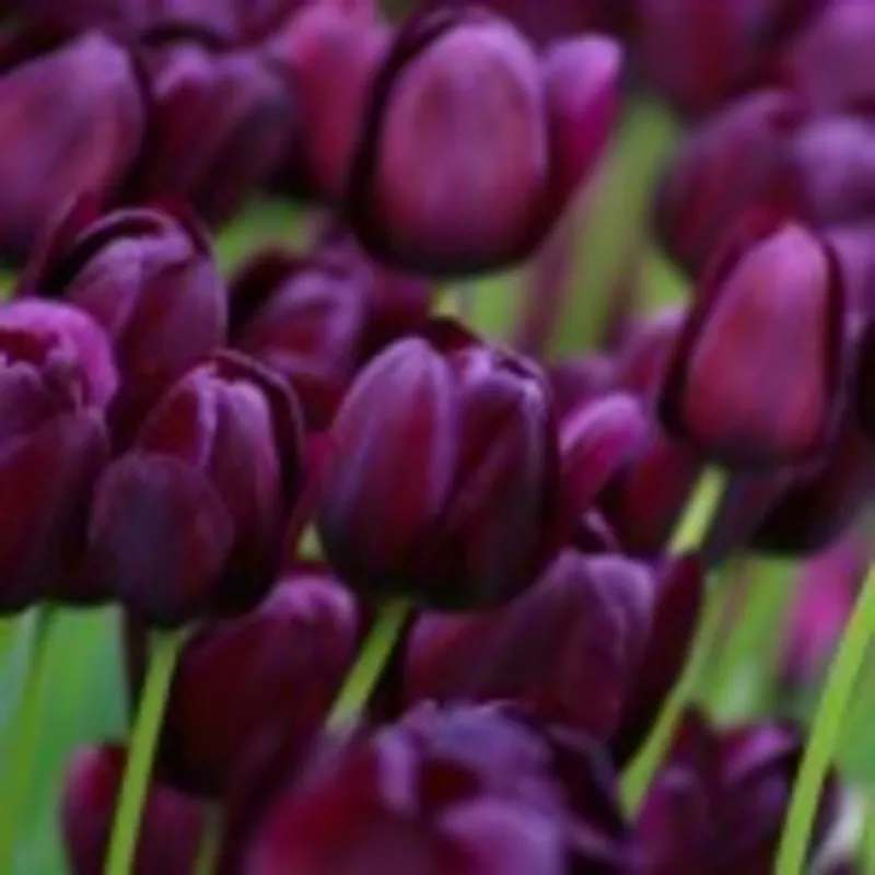 цветы тюльпанов недорого более 12 сортов 4