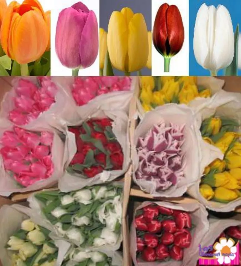 цветы тюльпанов недорого более 12 сортов 5