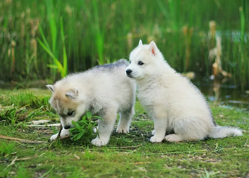 Сибирские Хаски щенки,  от питомника 2