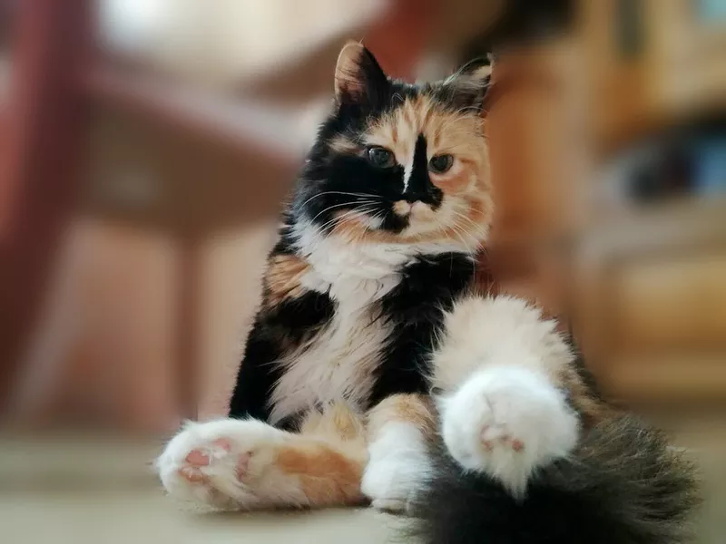 Кошка Фрося-Гуталинка,  1, 5 года,  кастрирована,  скромная 