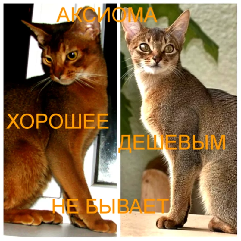 Абиссинские котята Питомник абиссинских кошек sunnybunny 2