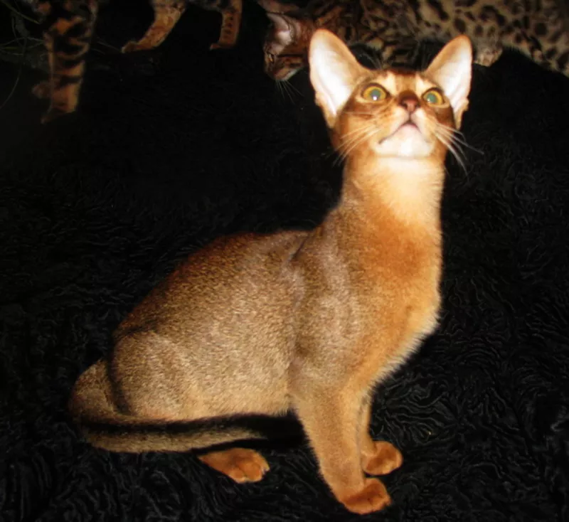 Абиссинские котята Питомник абиссинских кошек sunnybunny 5
