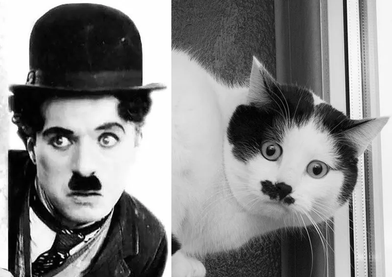 Кот Чаплин,  кастрирован.