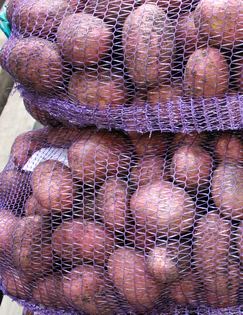 Продается картофель ранний,  урожай 2020 4